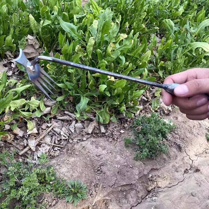 Unkrautjäter aus Manganstahl mit 4 Zinken und Sichelform für Beete, Fugen und Pflanzkübel – verlängerter Griff, poliert, 29 oder 50 cm