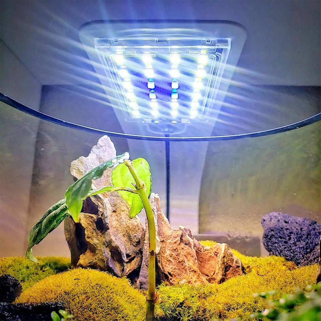 Extraflache LED-Aquariumleuchte zum Anklemmen für Fische und Wasserpflanzen – nur 3 mm dünn, IPX7, für Glas bis 5 mm, Blau-Weiß oder Mehrfarbig